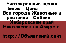 Чистокровные щенки бигль › Цена ­ 15 000 - Все города Животные и растения » Собаки   . Хабаровский край,Николаевск-на-Амуре г.